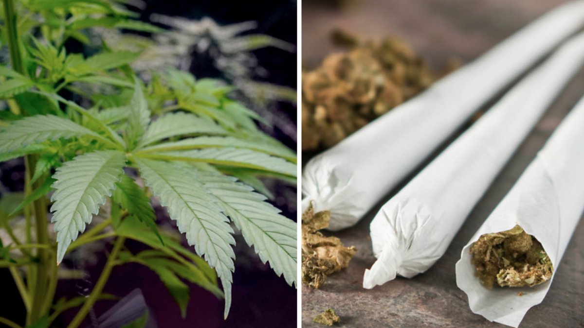Cannabis har blivit en alltmer vanligare drog i Sverige och det är främst unga som använder drogen.
